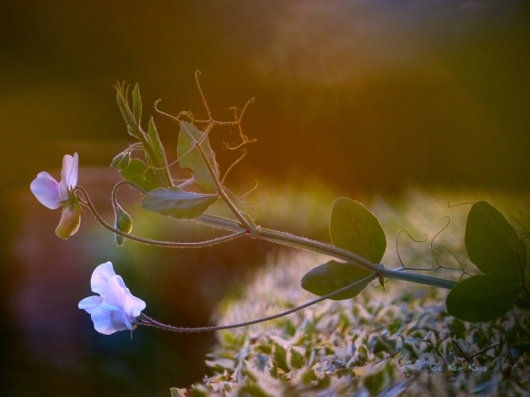 Fleur du crépuscule